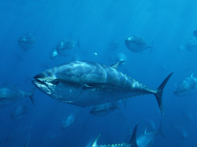 pacific-bluefin-tunas-mexico
