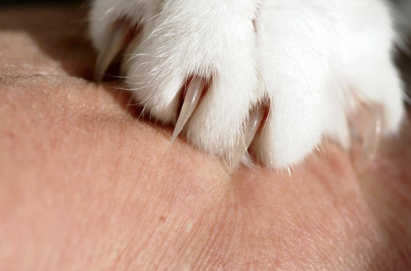 how-to-take-care-of-cat-nails-and-claws-gazette-day