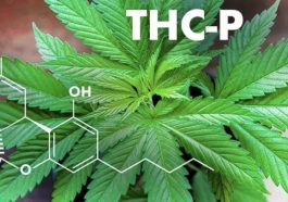 screenshot-2022-05-26-at-19-46-28