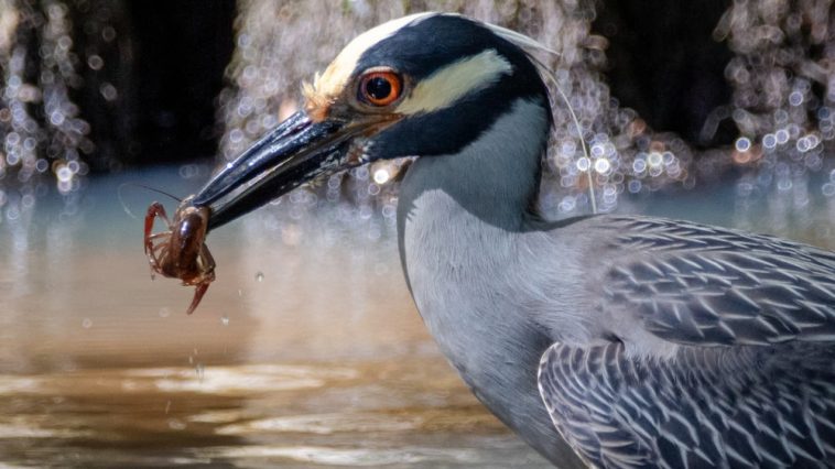 crawdad-bird