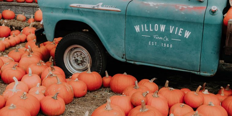orange pumpkins