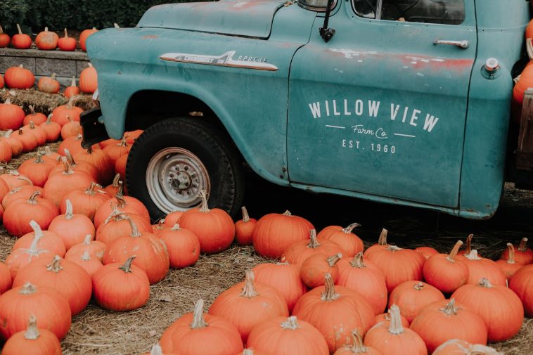 orange pumpkins